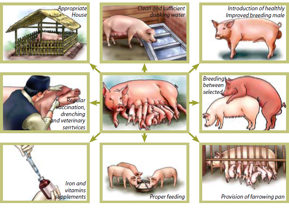 How to keep a healthy pig