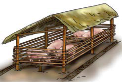 Pregnant sows Pigsty Building