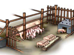 Lactating sows Pigsty Building