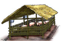 Weaner piglets Pigsty Building