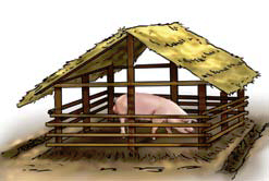 Breeding boars Pigsty Building